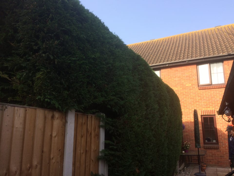 Shaped conifer