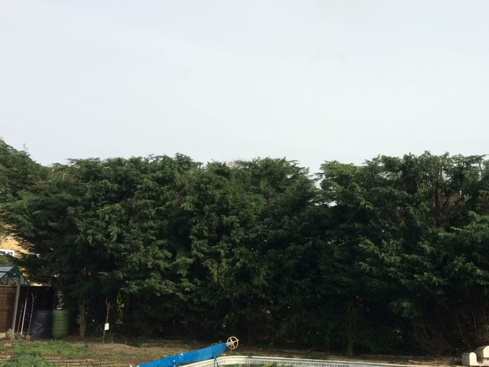 Hedge trimmed