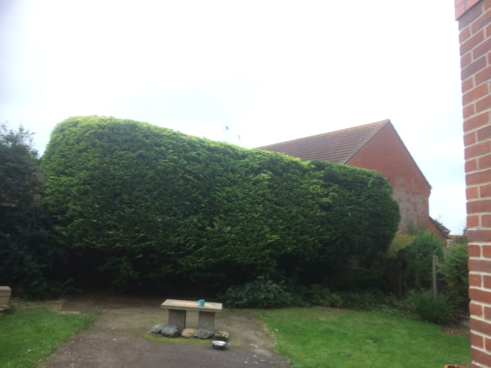 Topiary hedge