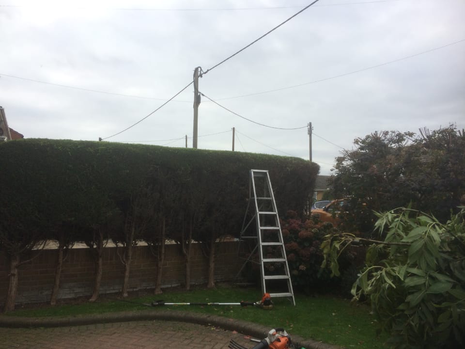 Hedge cutting