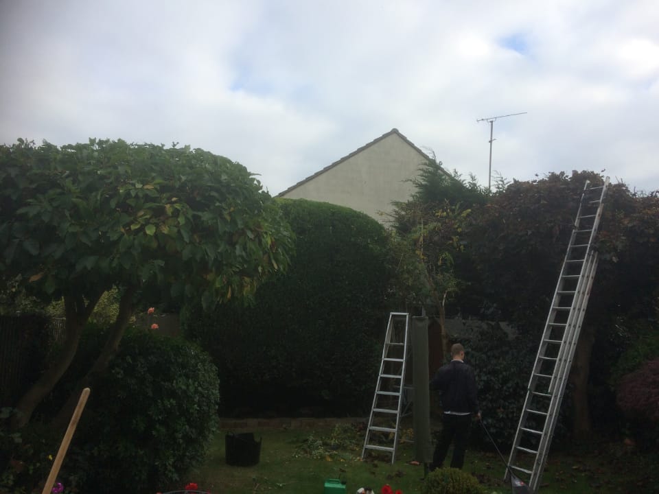 Conifer shaping