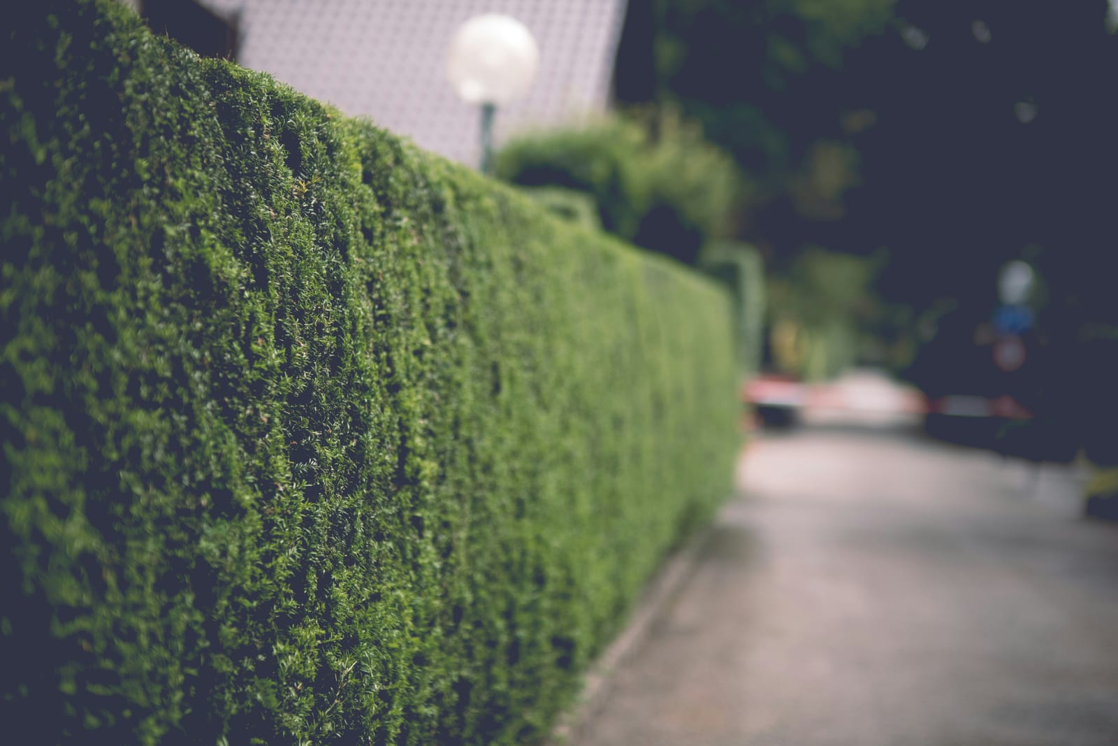 Roadside hedge trim
