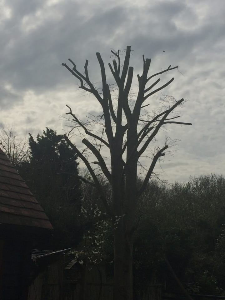 Pruned tree colchester