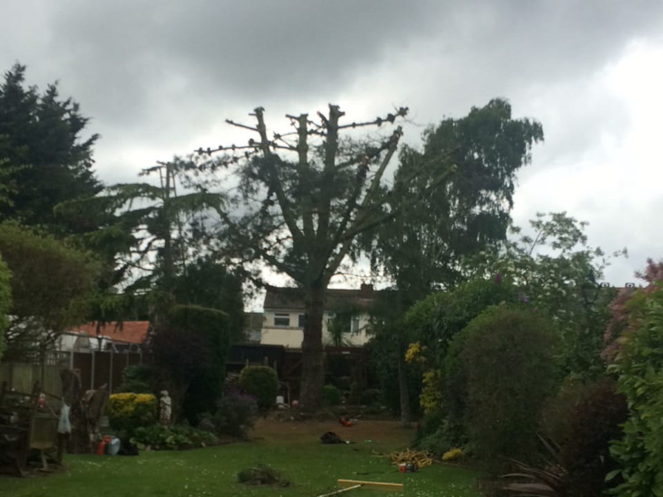 Large tree surgery