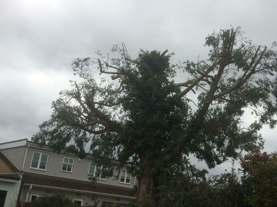 Tree work colchester