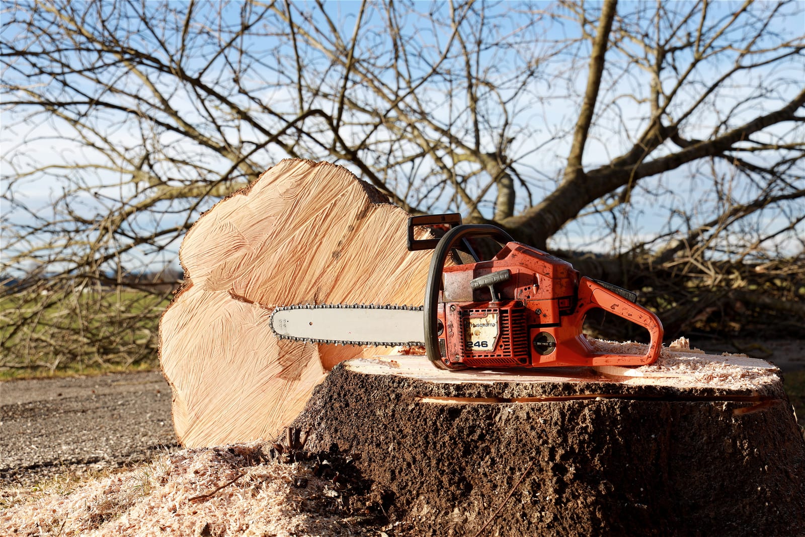Tree felling