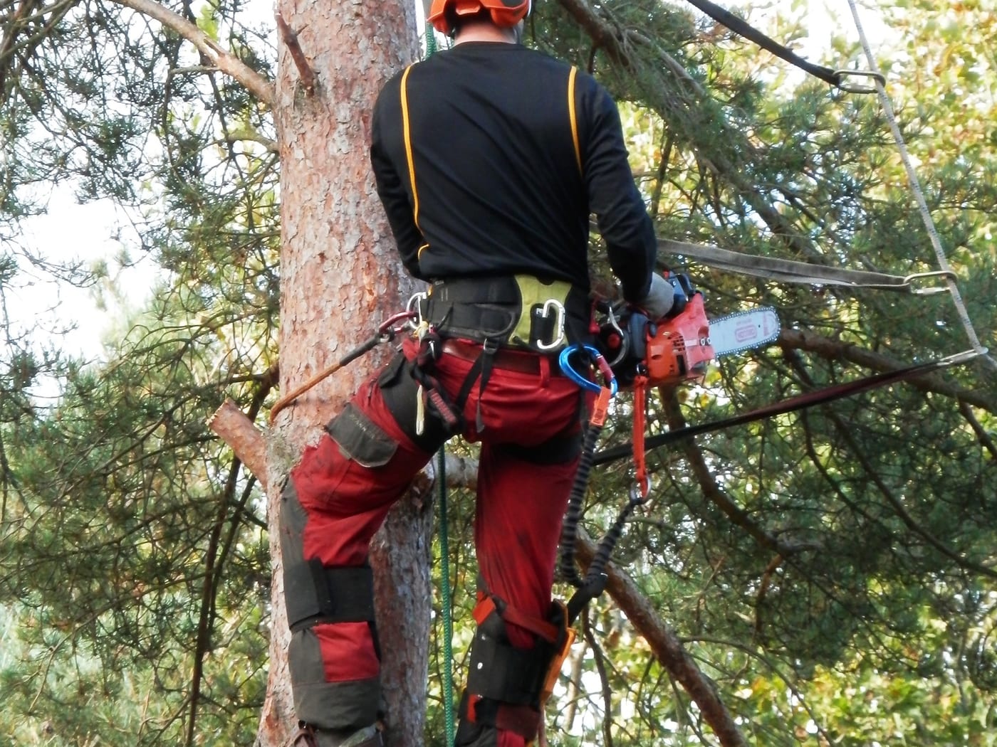 Tree climbing removal