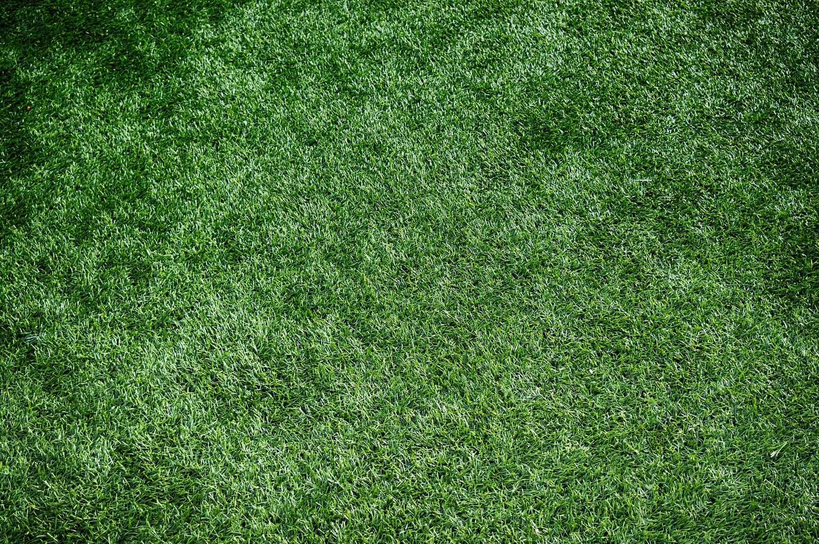 Artificial Grass in Colchester