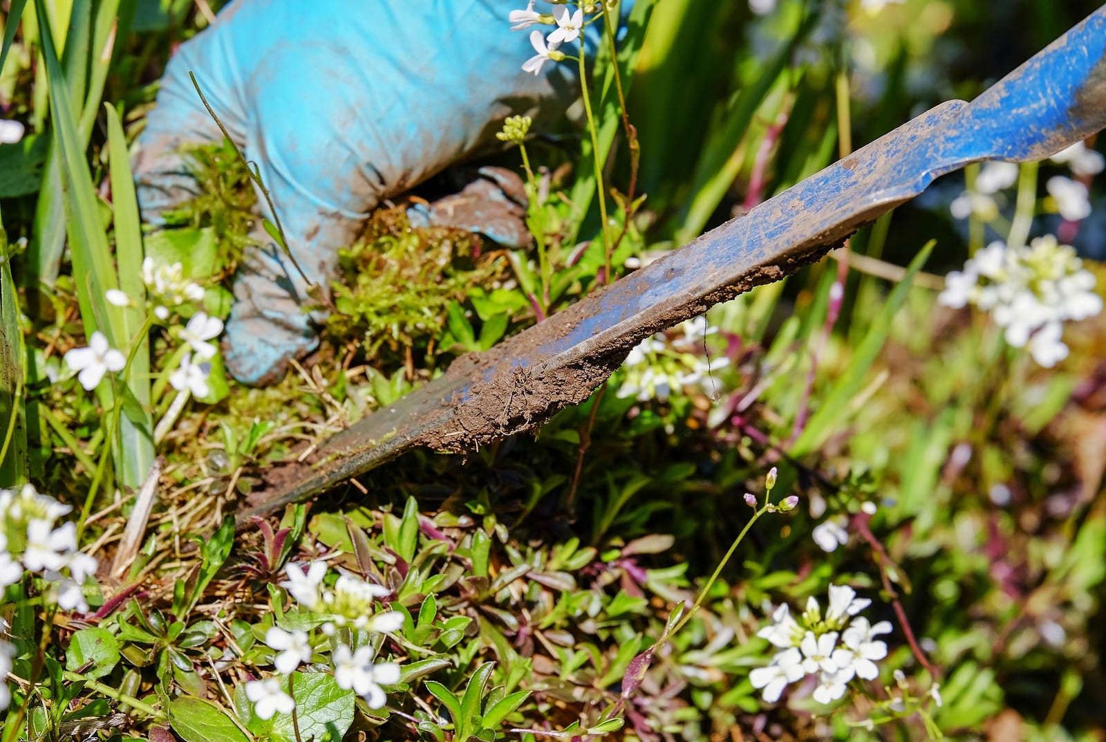 Hedge Cutting by GD Tree & Gardens Specialists in Manningtree, Essex