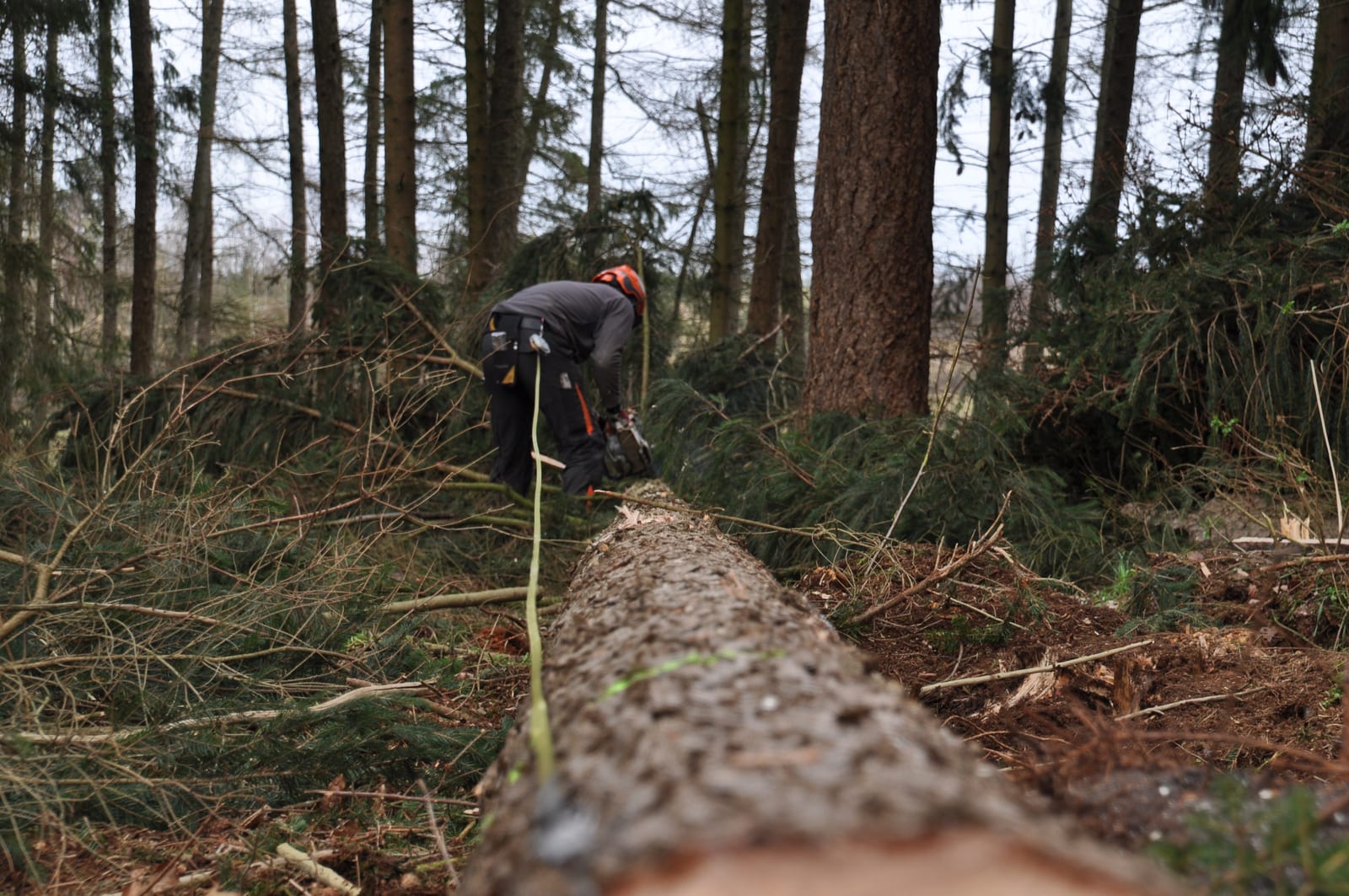 Tree Surgery by GD Tree & Gardens Specialists in Colchester