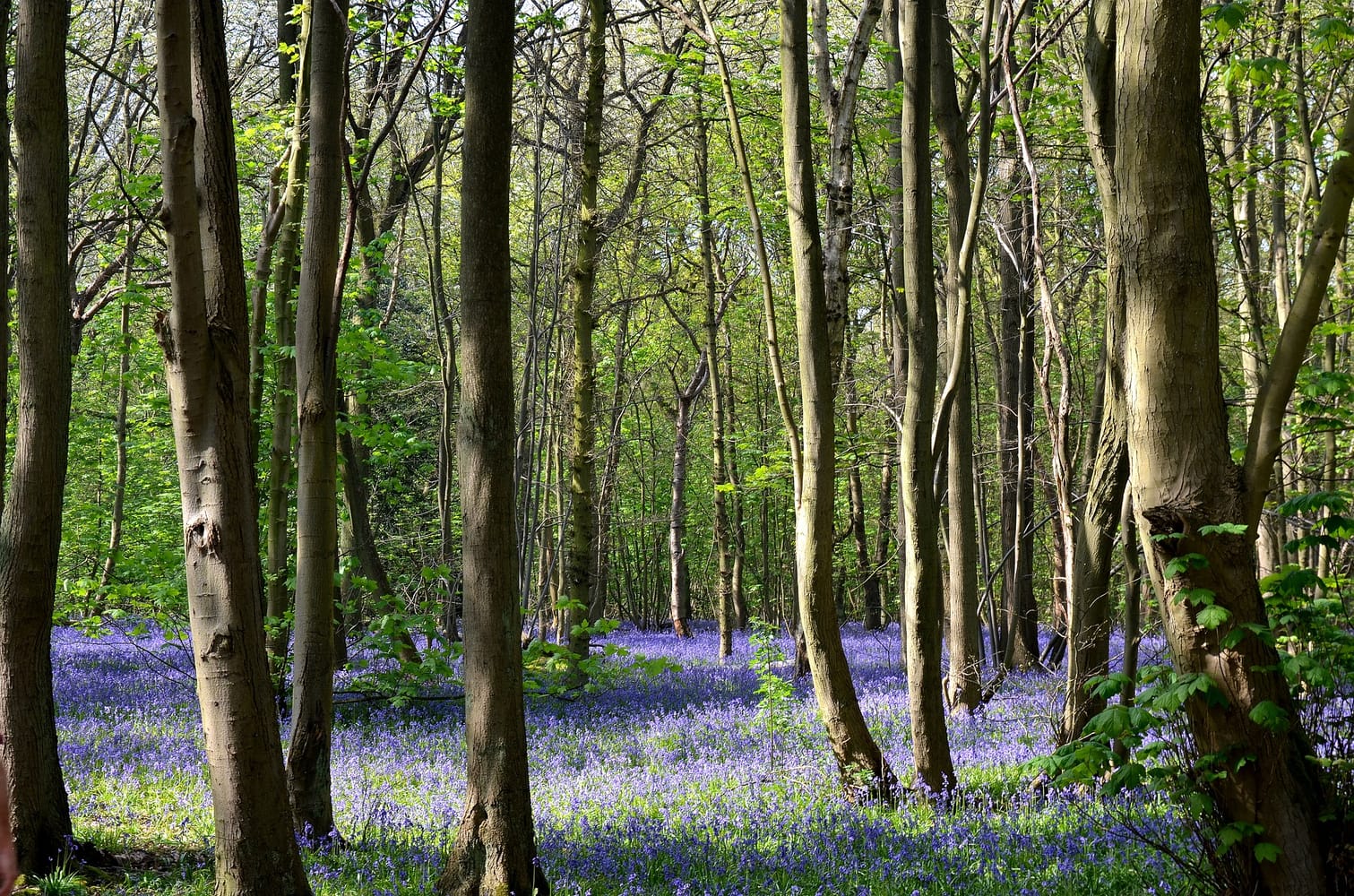 Tree Surgery in Colchester and north Essex