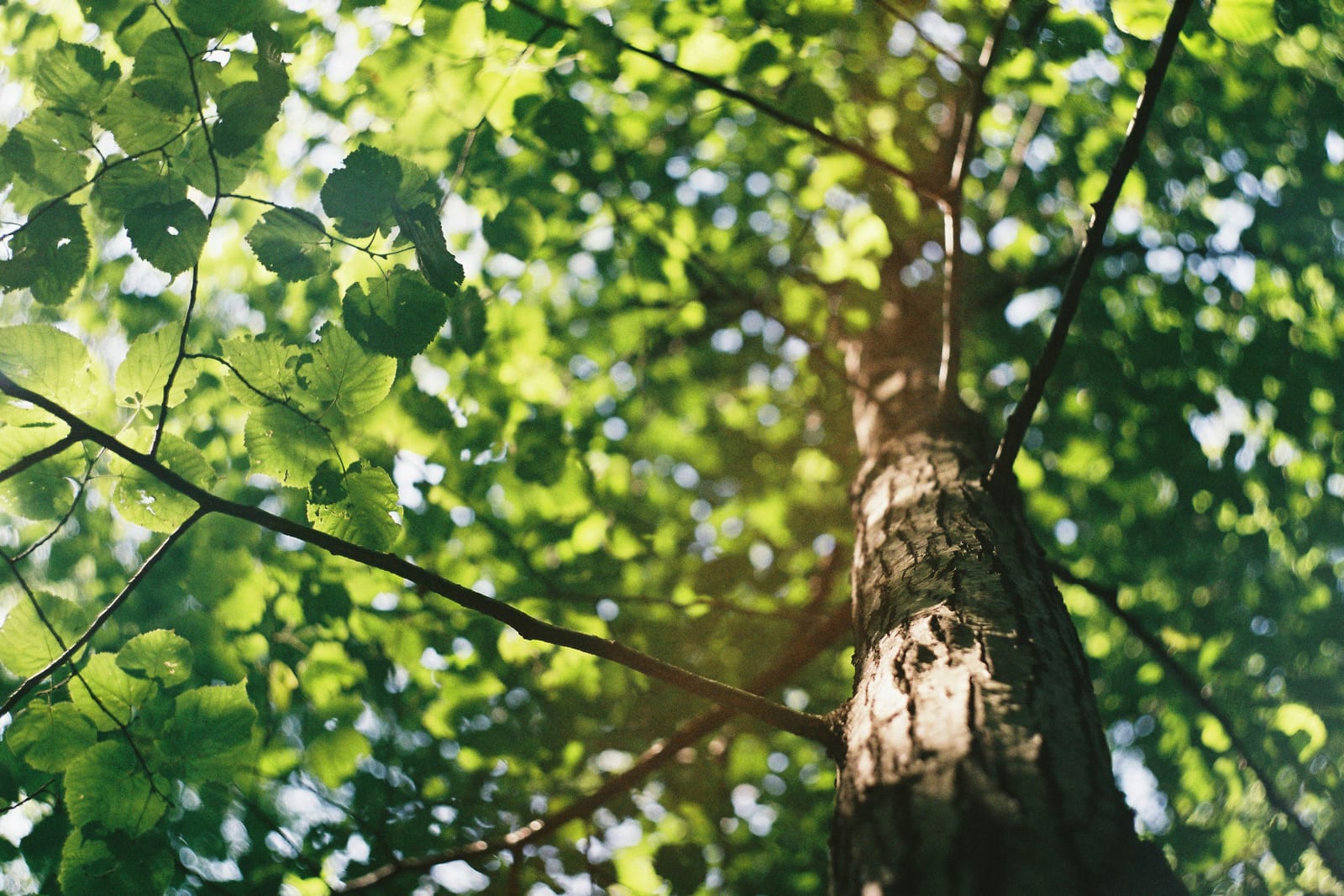 Tree Surgery in Colchester